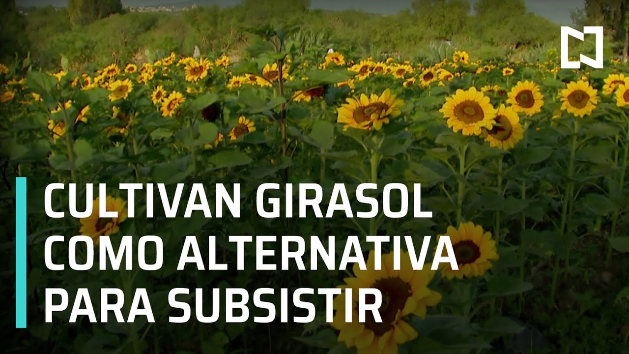 Familia cultiva girasol ornamental para subsistir - Las Noticias