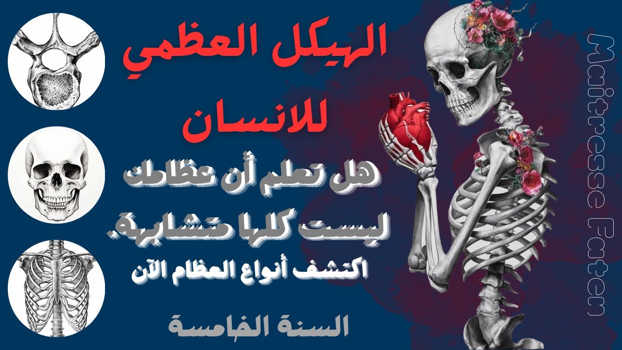 الهيكل العظمي للإنسان (سنة خامسة)