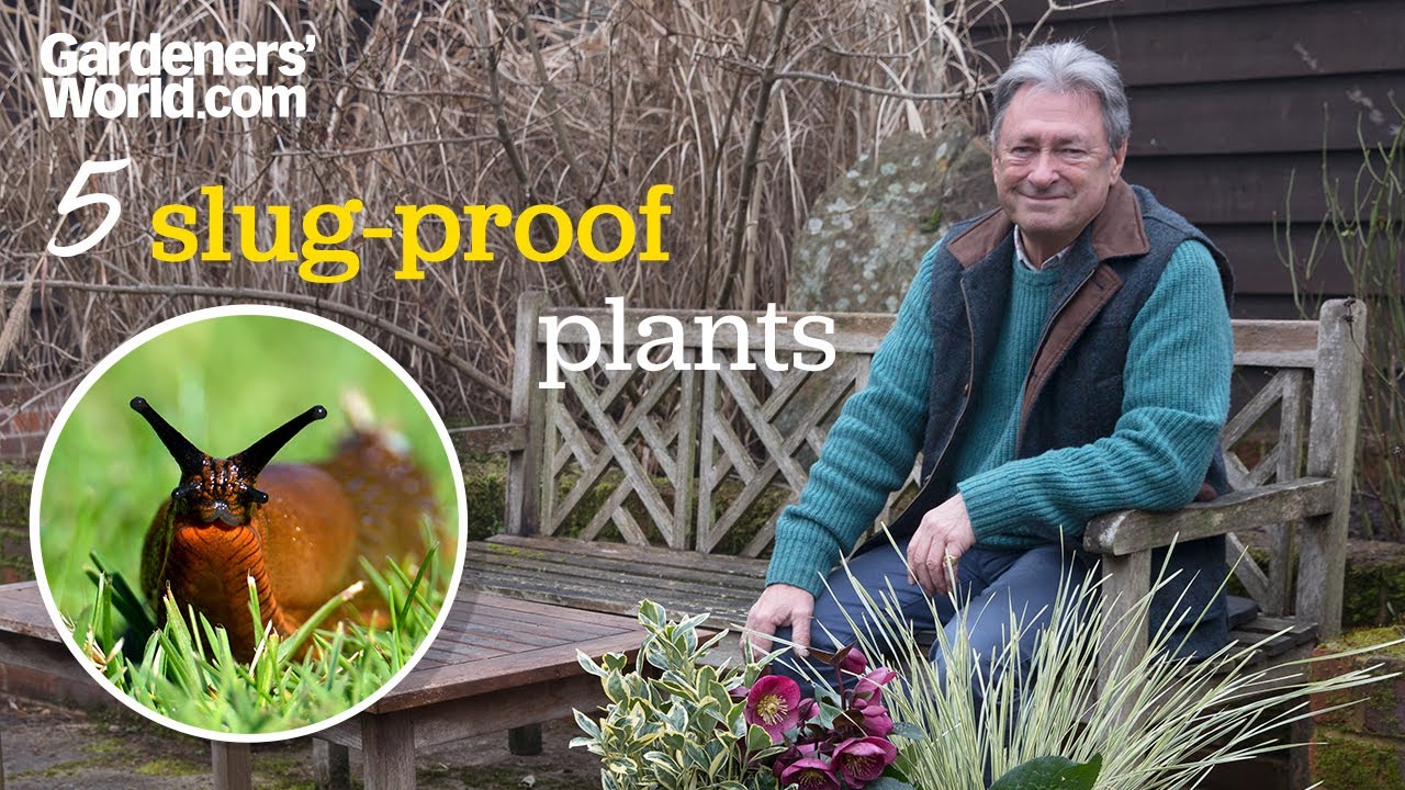 5 SLUG-PROOF PLANTS to grow | Alan Titchmarsh's top plants that slugs and snails won't touch