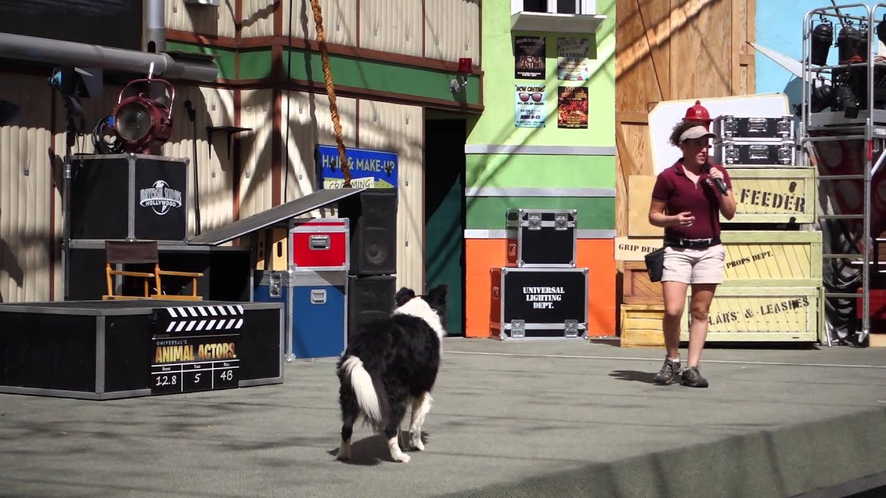 Animal Actors On Location!   Universal