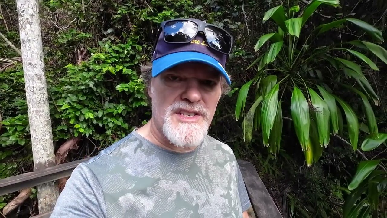 Greenes falls rainforest walk Mt Glorious