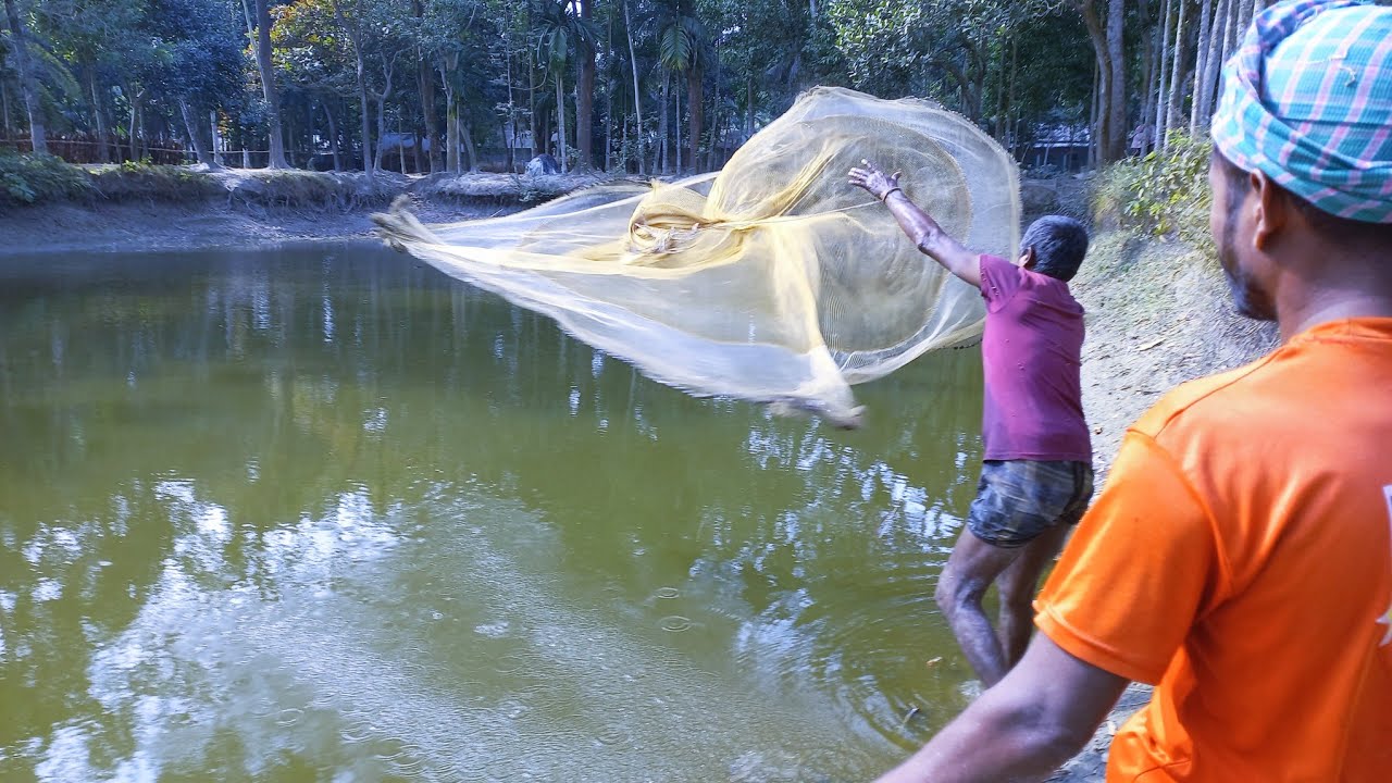 Most Satisfying Cast Net Fishing Video - Traditional Net Catch Fishing in The pond