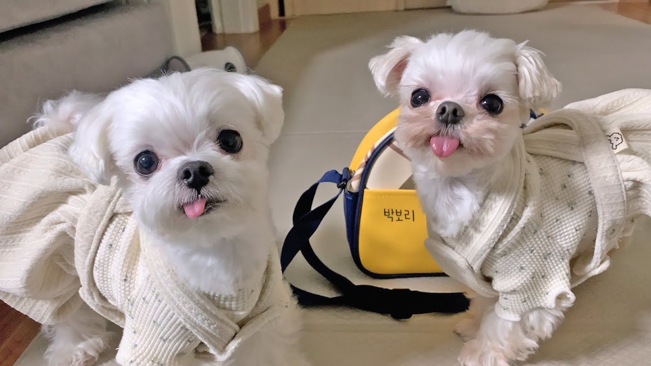 이제 유치원도 같이 가는 거야?