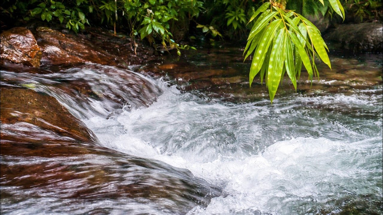 Calm river flow💦ASMR sounds water 🌿