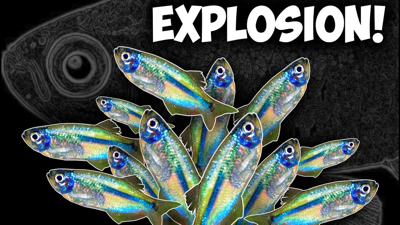 RARE Dwarf Blue Tetras Community Breeding? Tetra Fry EVERYWHERE!