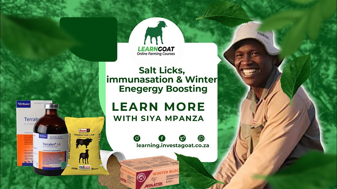 The use of Licks and immunisation of Goats during winter In South Africa