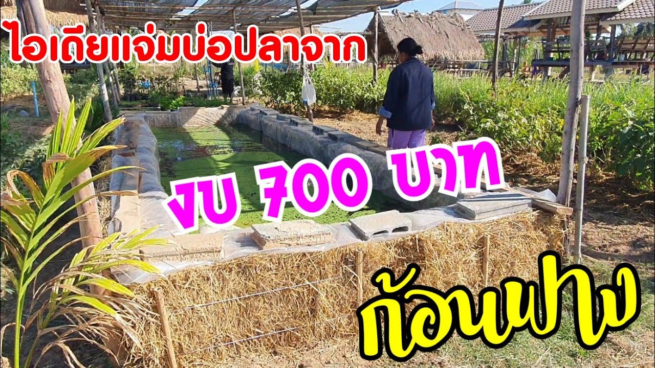 ไม่ต้องขุดดิน ไม่ต้องก่ออิฐบล็อก กับบ่อปลาพลาสติกโดยใช้กองฟางในงบ 700 บาท