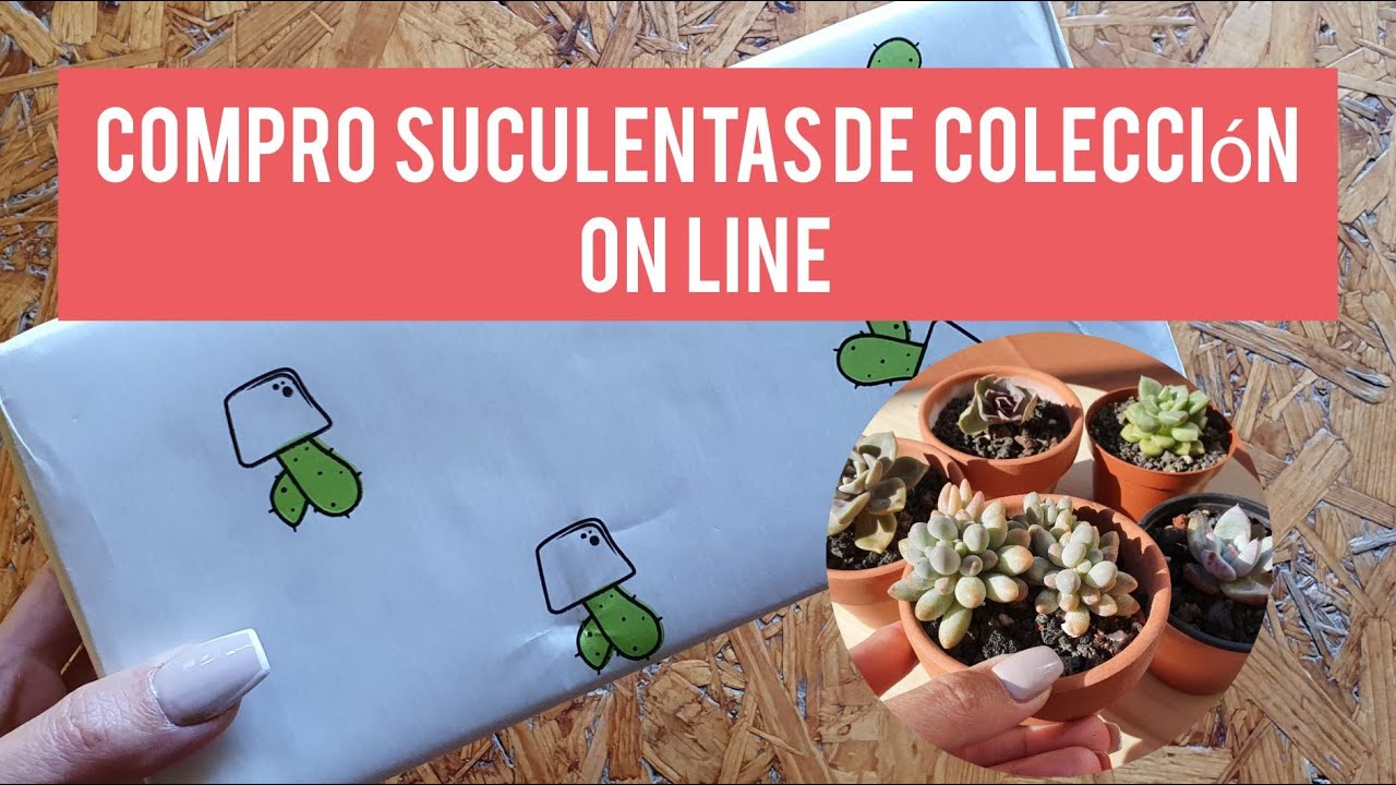 Compro Suculentas de colecci&oacute;n por Internet/ D&oacute;nde conseguirlas/&iquest;Qu&eacute; precio tienen?/Jard&iacute;n Suculento