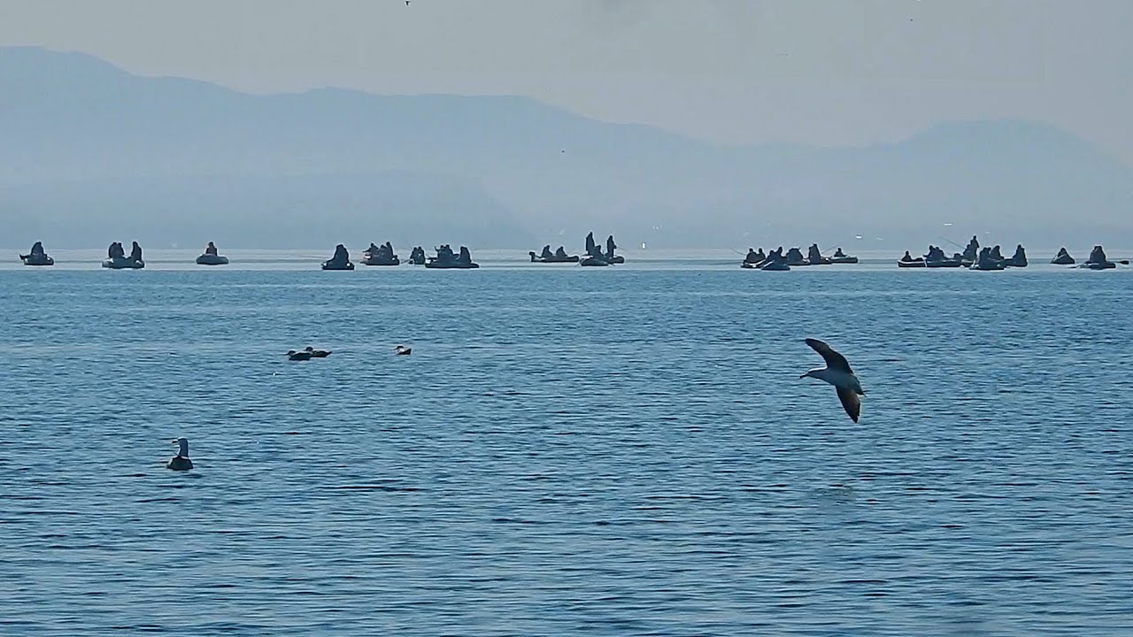 Рыбалка в Приморье. Морская рыбалка. Бухта Средняя. 16.04.2020 г. Минтай.