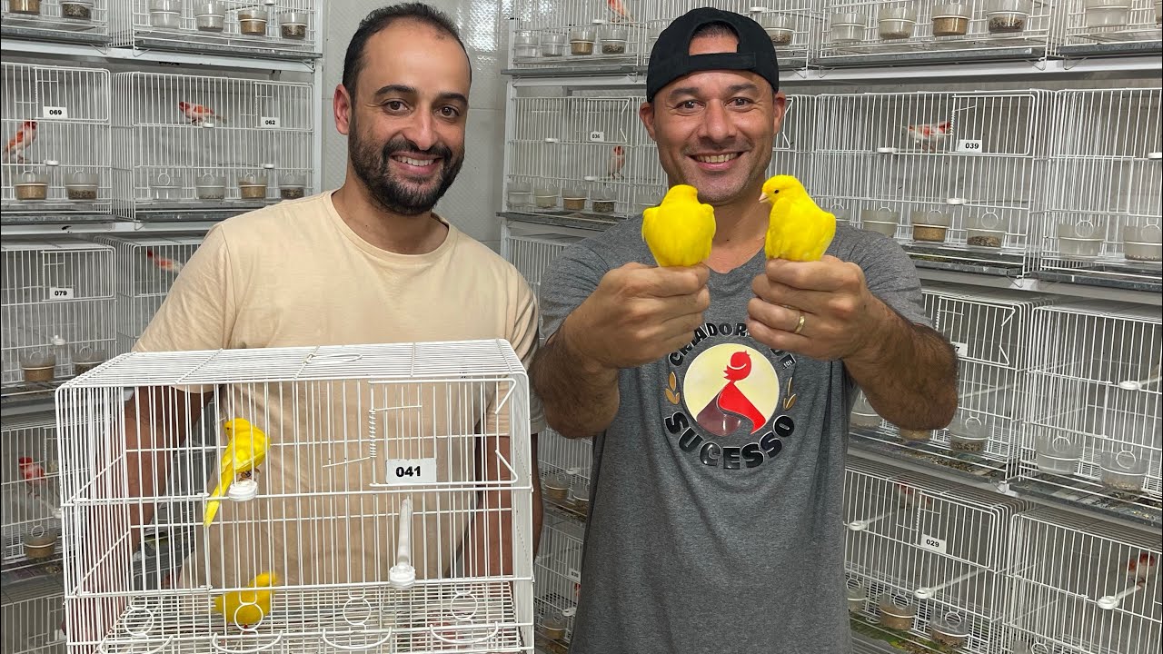 Como criar CANÁRIO AMARELO