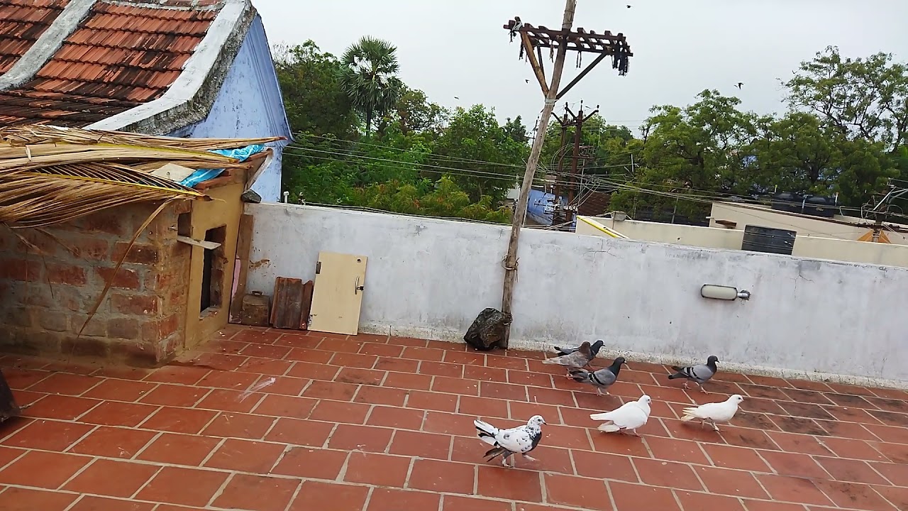 Pura cage openin tamil🕊first time in youtupe🥳🥰