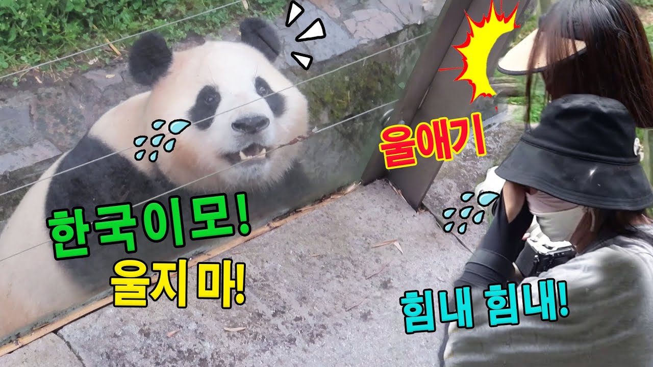 세상에나💥푸바오 와 한국 이모들의 눈물겨운 만남!👀💦 우리 푸바오는 떠나고 싶지 않아요!❤️💨