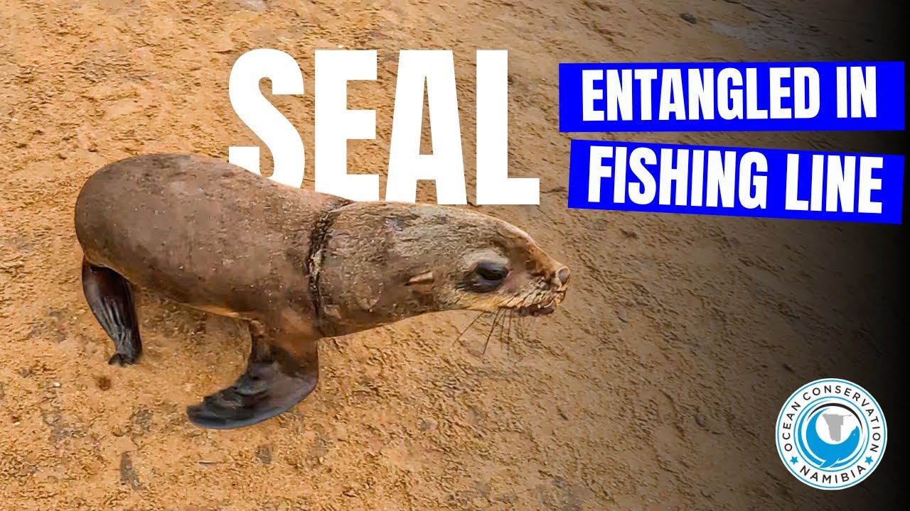 Seal entangled in fishing line
