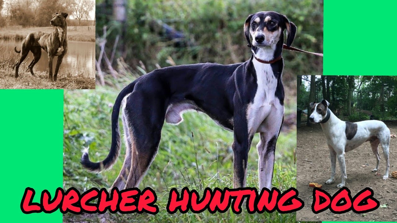 #Lurcher Hunting Dog (  Greyhound mix )