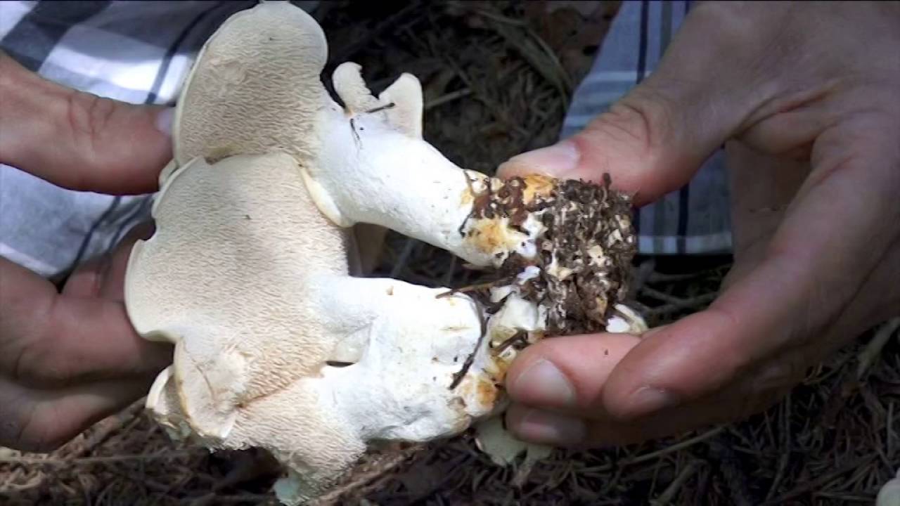 Hydnum repandum @ Conoscere i funghi 30.09.2016