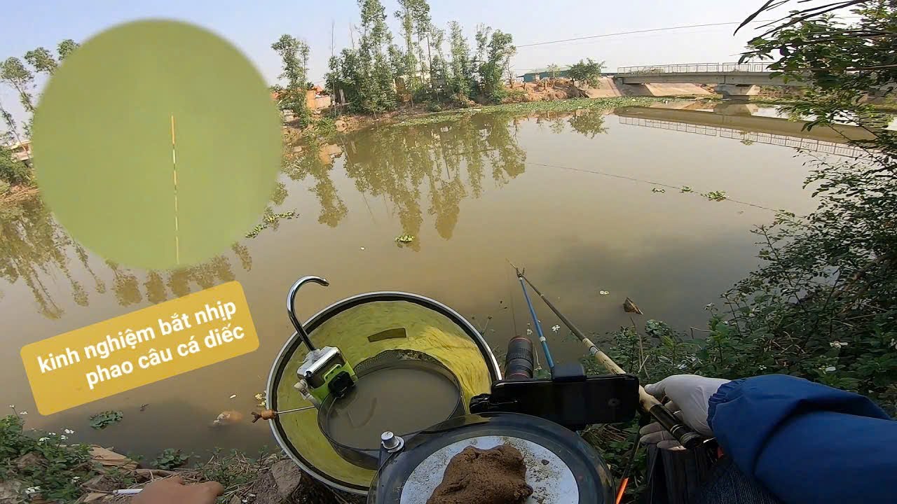 Chia sẻ cách bắt nhịp phao câu cá diếc tự nhiên
