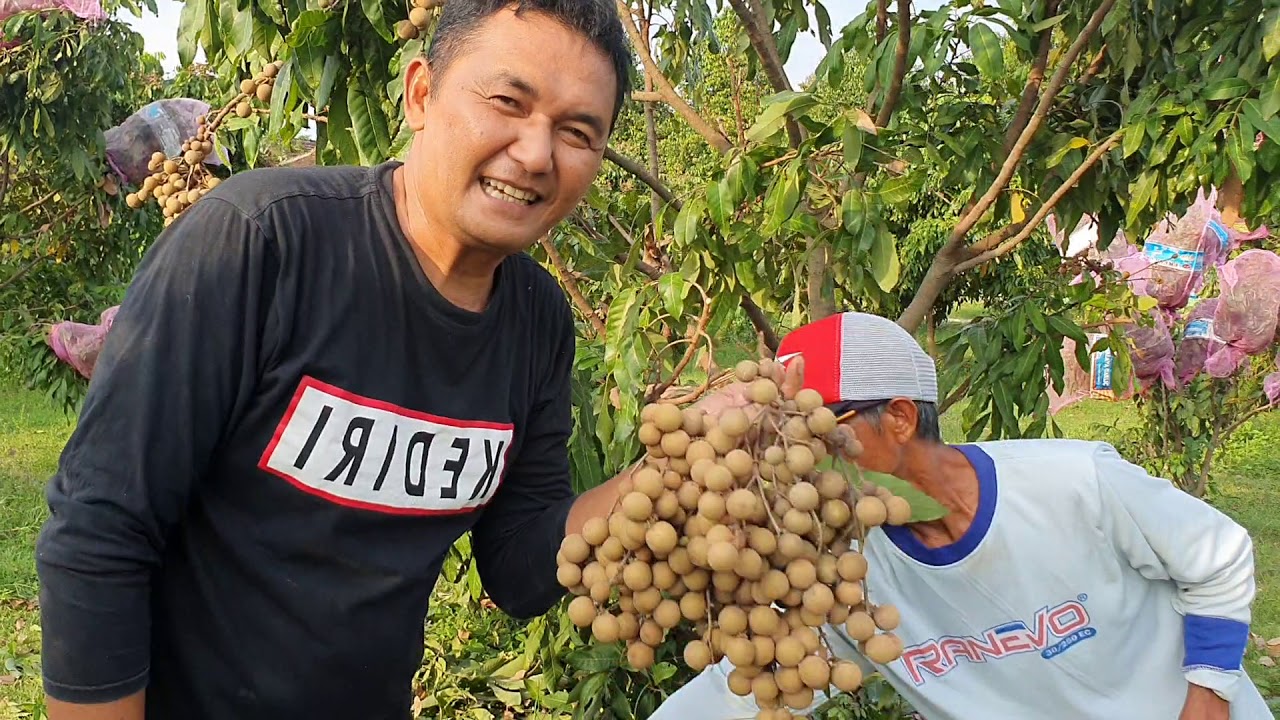 Saat panen alpukad sdh usai ganti memanen kelengkeng kateki