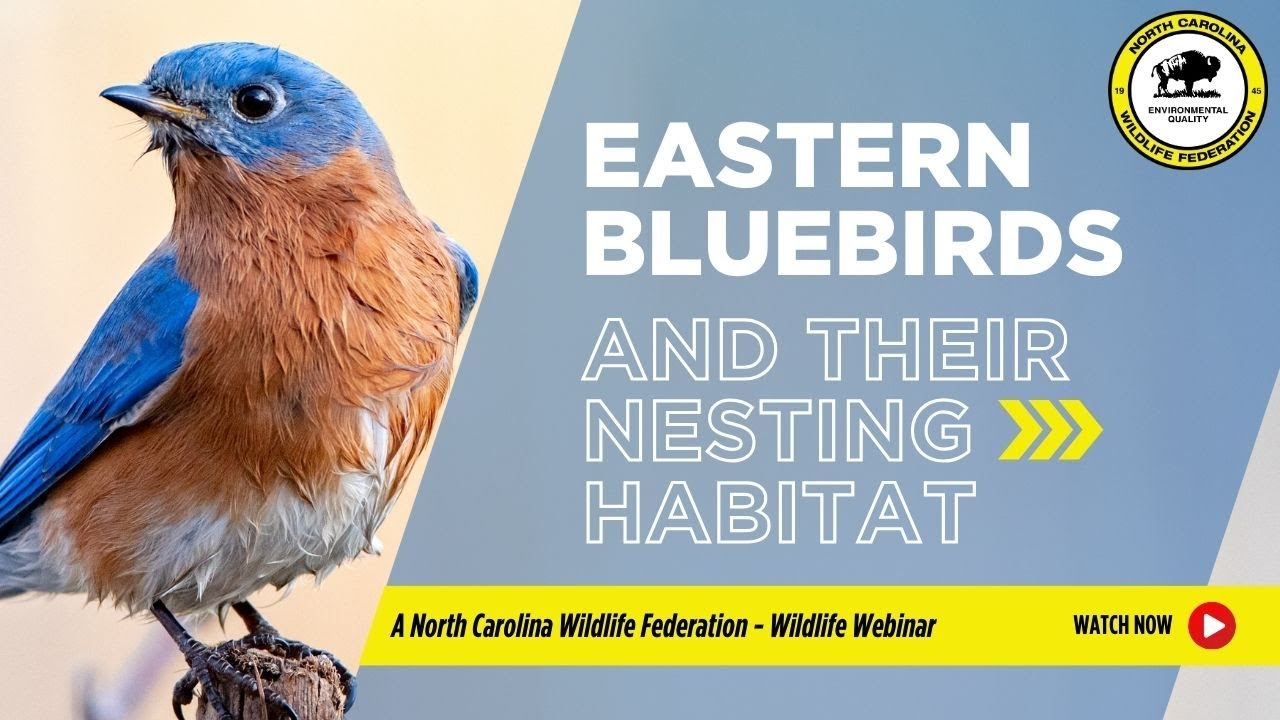 Introduction to Eastern Bluebirds and Their Nesting Habitat - NCWF
