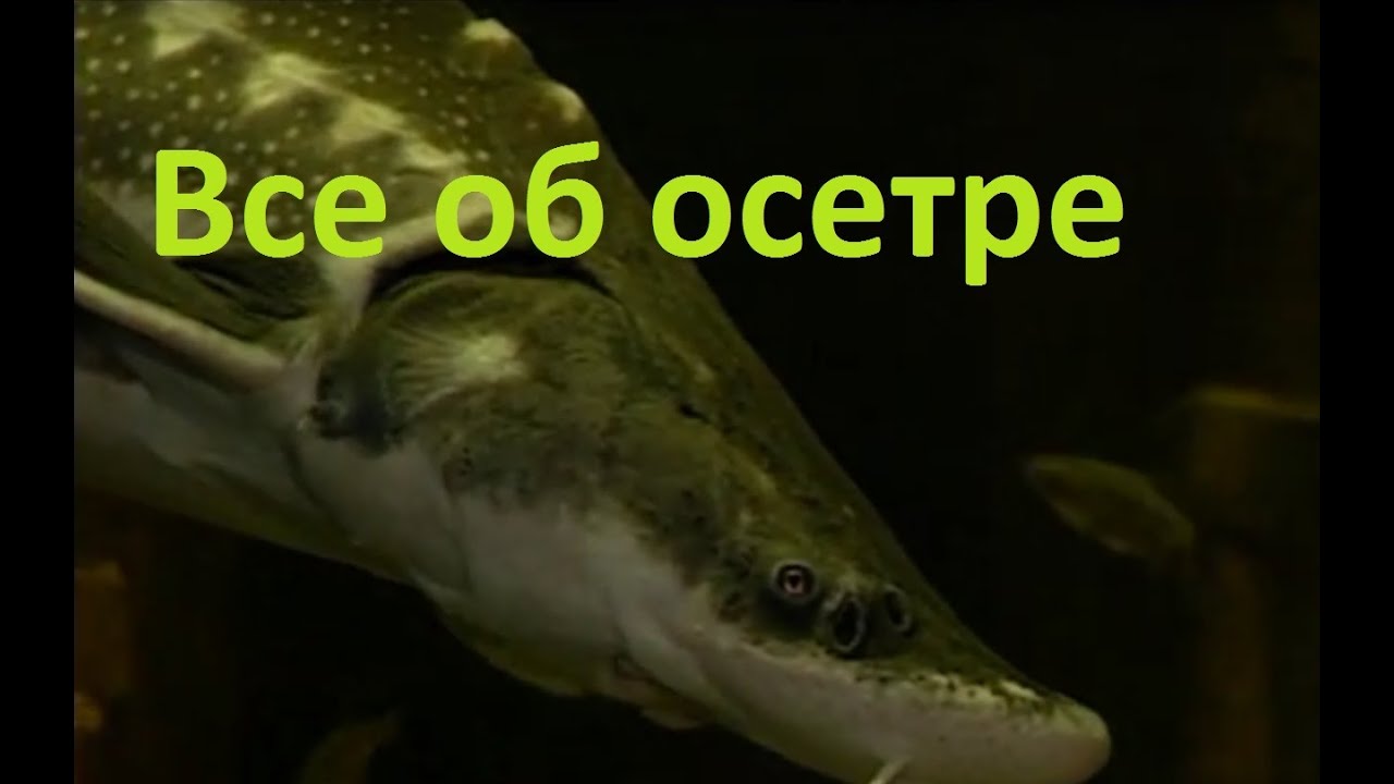 Диалоги о рыбалке - 192 - Осетр.