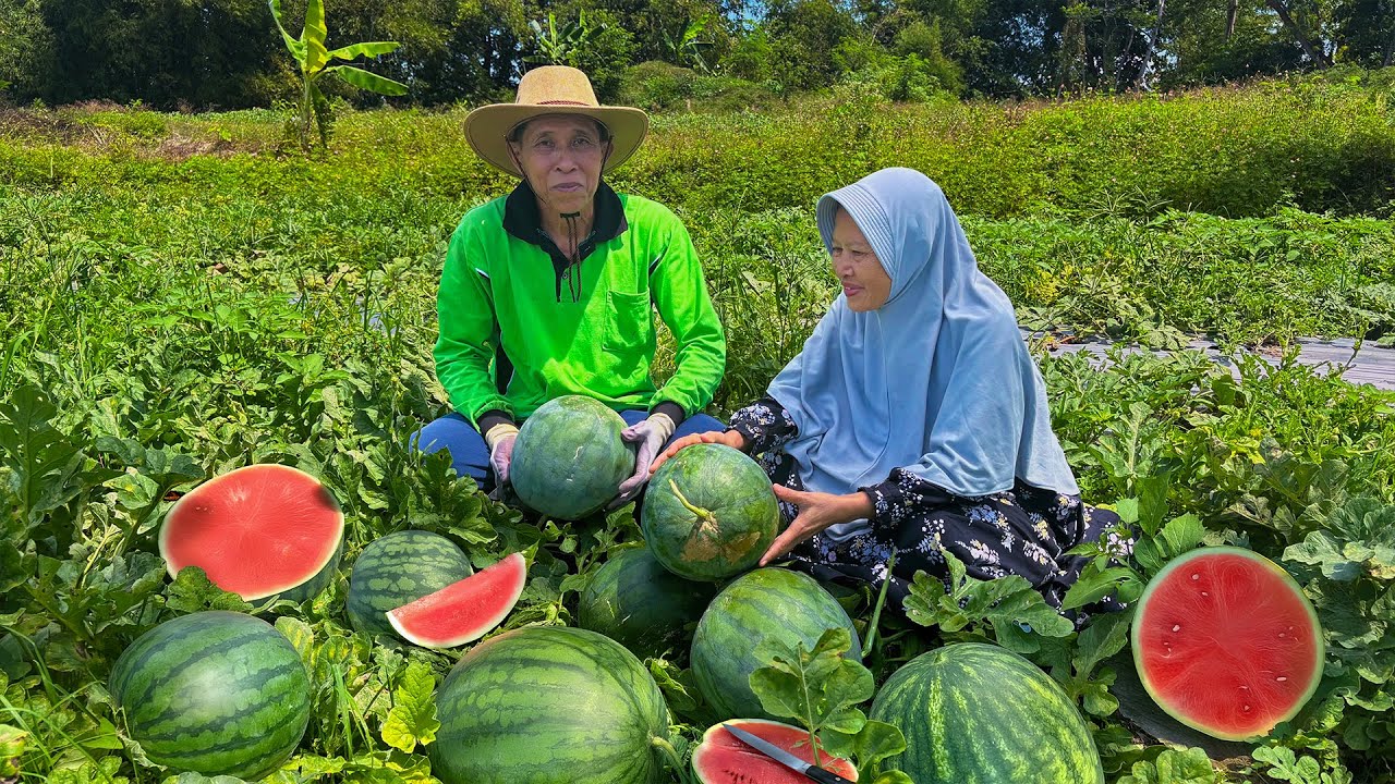 Panen Semangka Manis di Kebun | Bikin Tart Semangka Ulang Tahun Uti, dan Soto Ayam Lamongan