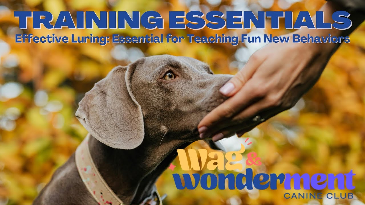 Effective Luring: Essential for training your dog fun new behaviors!