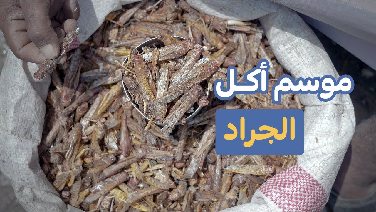 موسم أكل الجراد في اليمن
