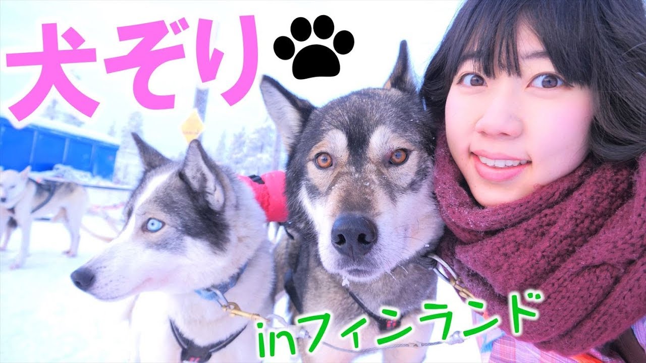 初めてフィンランドで犬ぞりしたら事故ったｗｗｗ