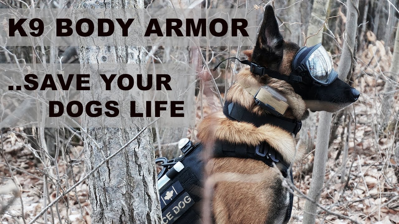 LOF // K9 Body Armour Can Save Your Dog's Life
