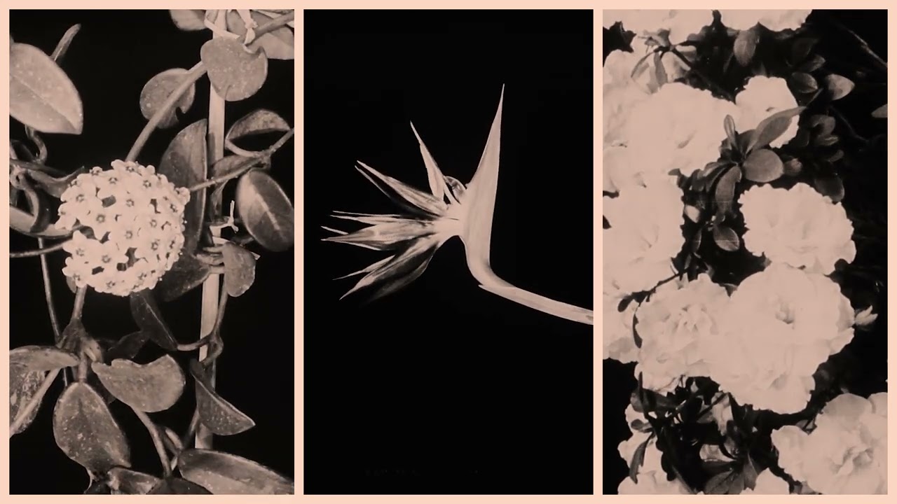 Rubelli "Gardens" - Blumen