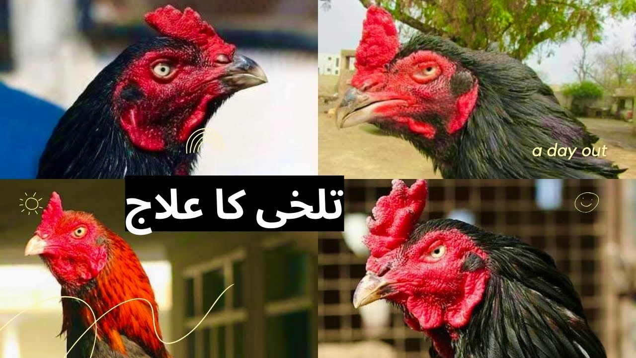 20 Rupay Kay Nuskhay Say Talkhi Or Garmi ka ilaj Karen