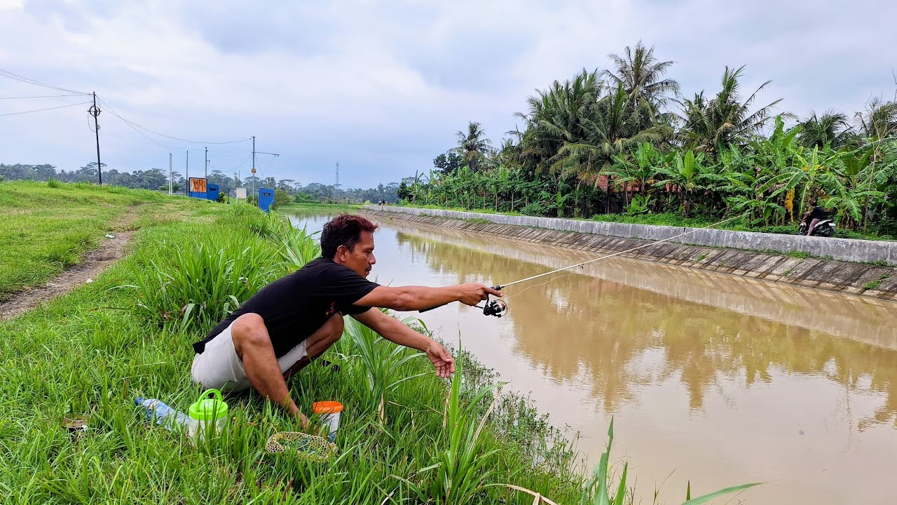LIVE MANCING TAWES