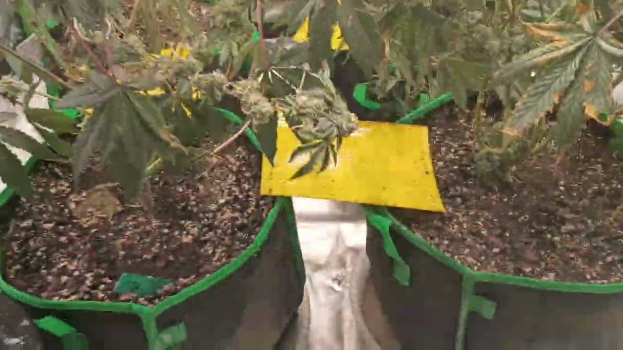 Vivosun Grow Tents Dual 4x4 setups growing my own smoke