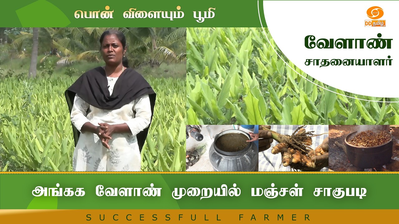 அங்கக வேளாண் முறையில் மஞ்சள் சாகுபடி | Successful Farmer #farming #farm