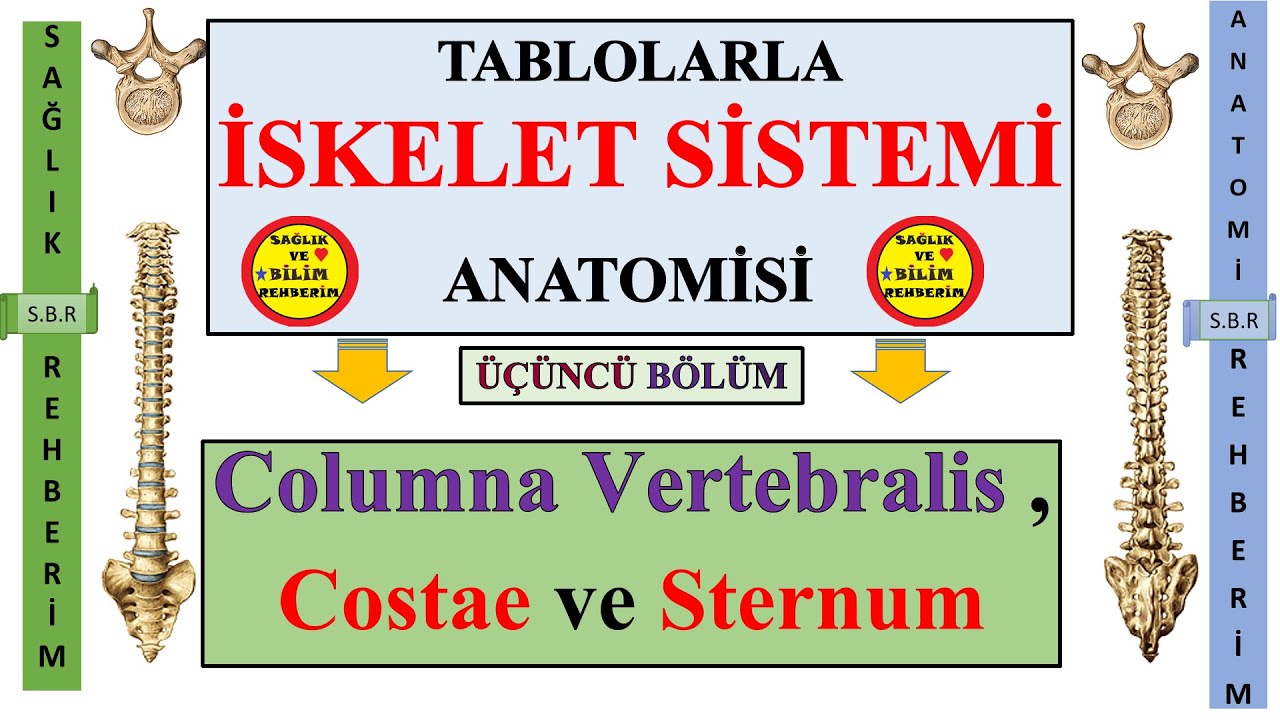 3-İskelet Sistemi Anatomisi -Gövde Kemikleri Konuanlatımı ,Omurgalar (Vertebra) ,Kostalar ve Sternum