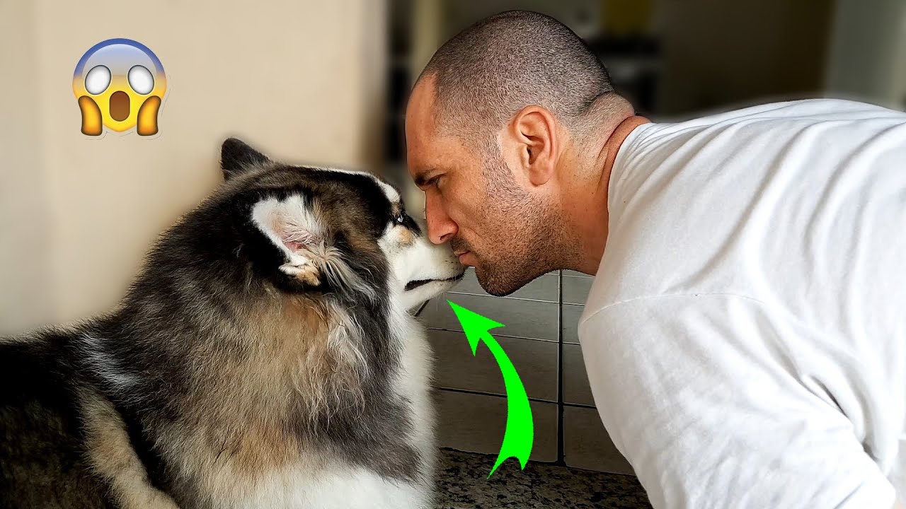 Não encare seu Husky Siberiano - Olhe isso...