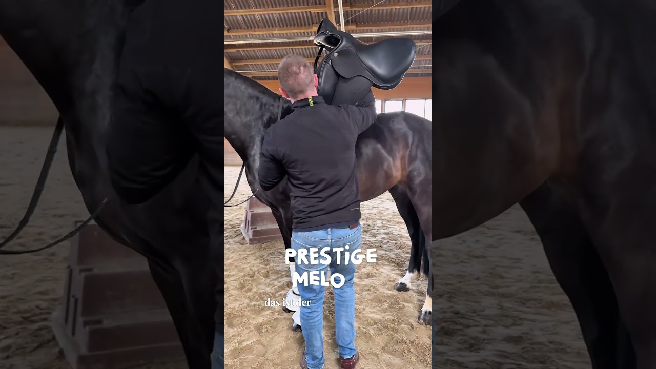 Schelle f&uuml;r den Sattler ?! 🫣😮&zwj;💨 #reitsport #horse #equestrian #pferde #reiten #reitsportrheinmain