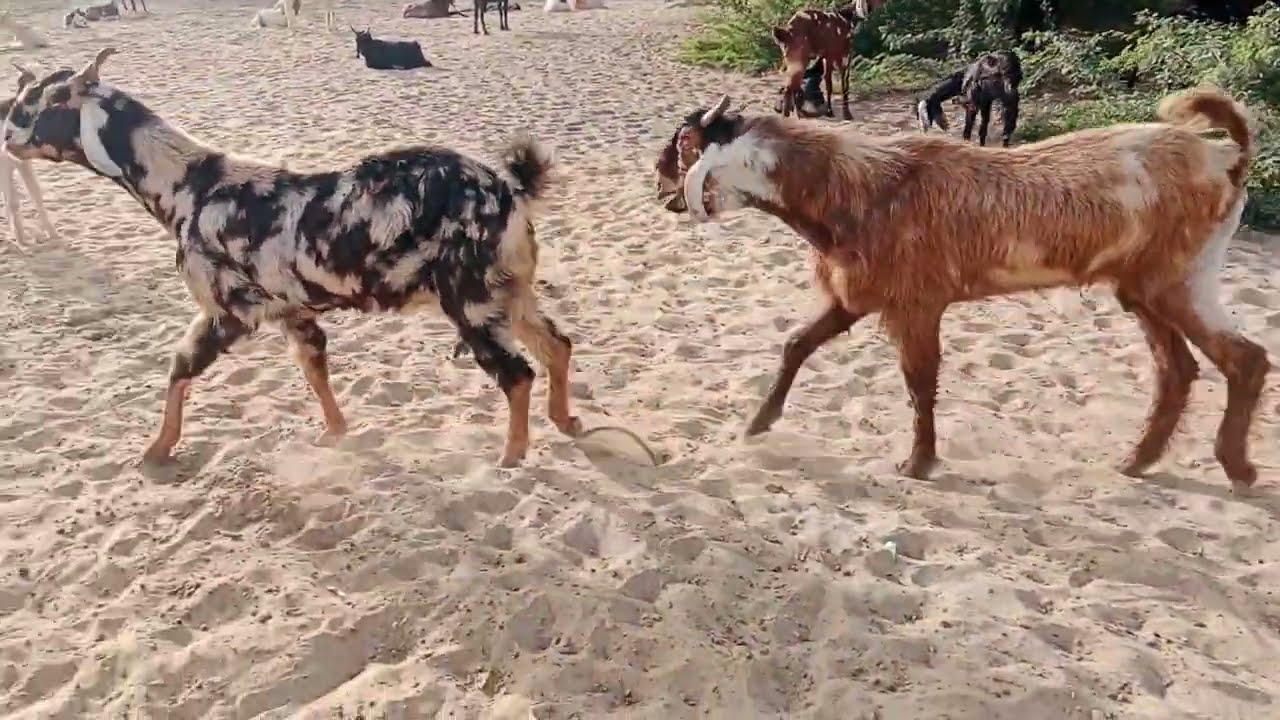 Goats love😍🐐🐐Bakra bakri ko bhaga rha he🐐#goat #nature #sheep #wildlife #sounds #villagelife 