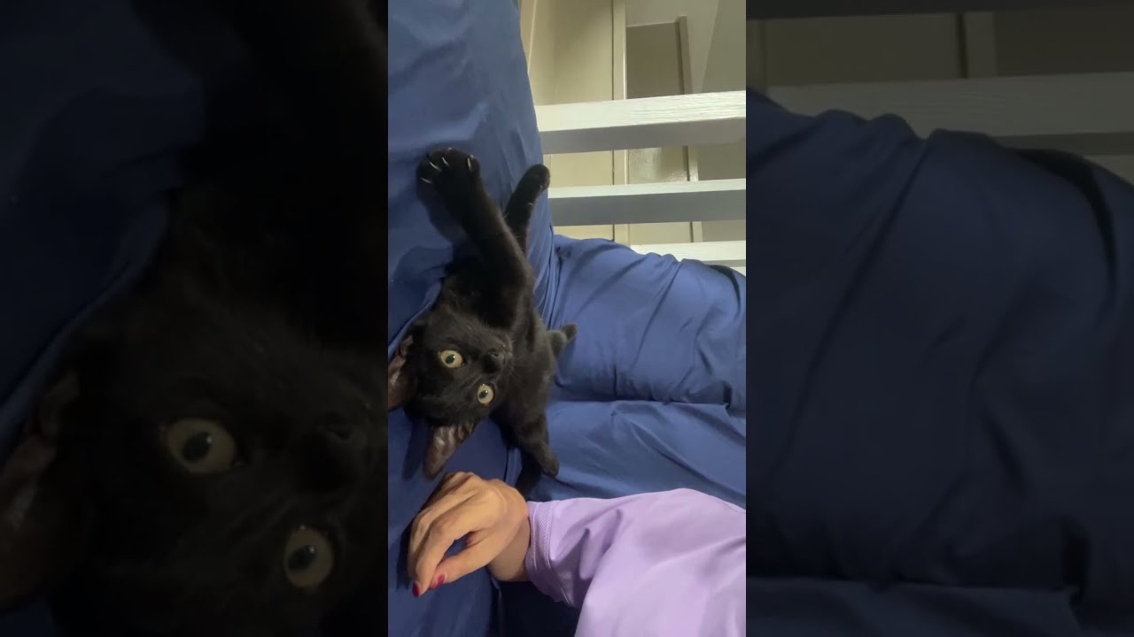 小猫吃饱了，惬意
