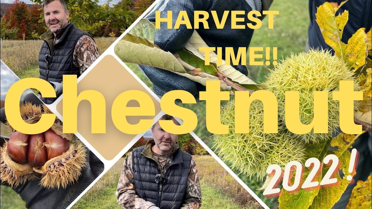 Chestnut Harvest Time!