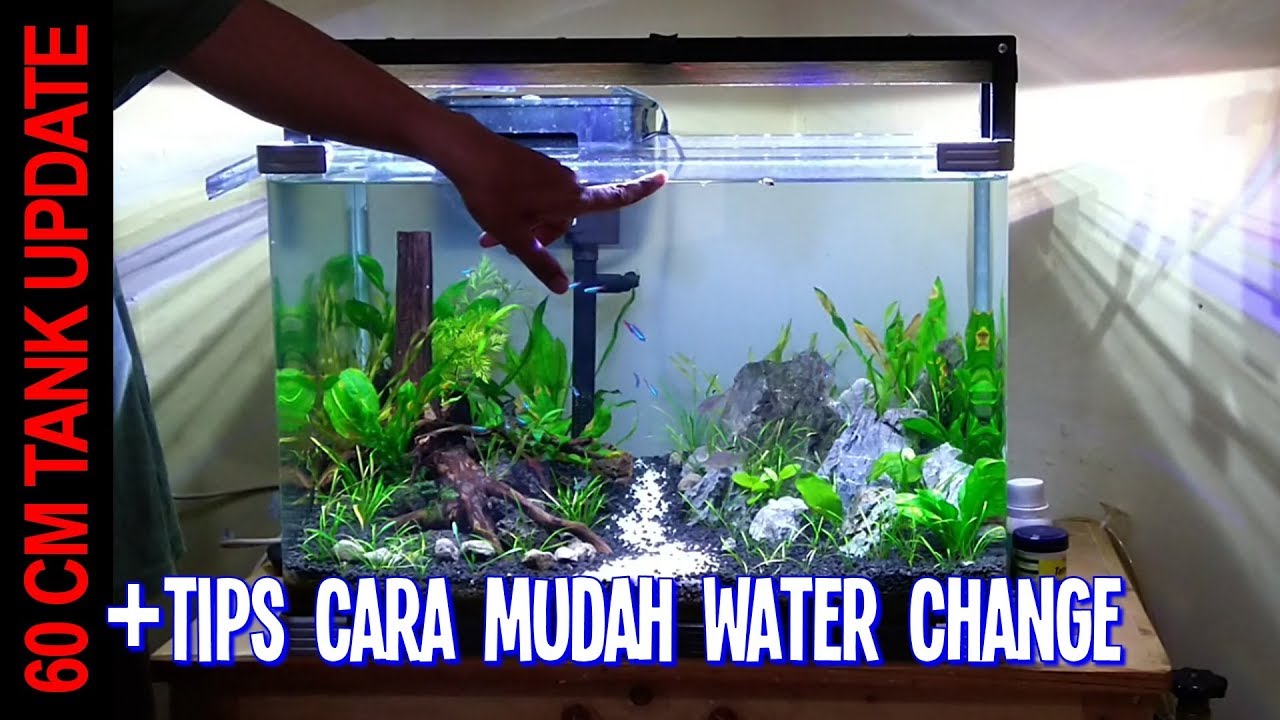 Update 60cm Low Maintenance Tank Usia 3 & 4 Minggu (CARA WC TANK BESAR)