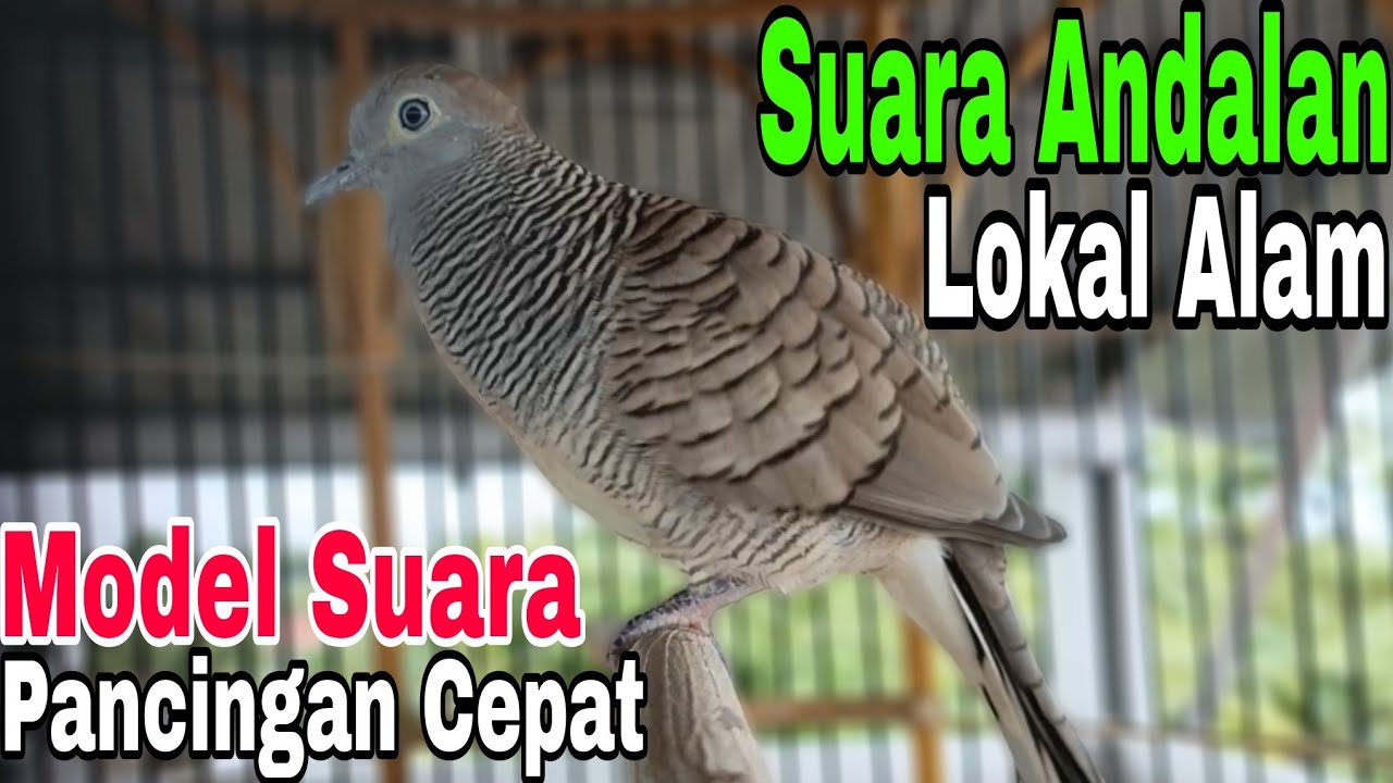 Perkutut Lokal Gacor Pancingan Cepat Respon Tanggapan Gacor