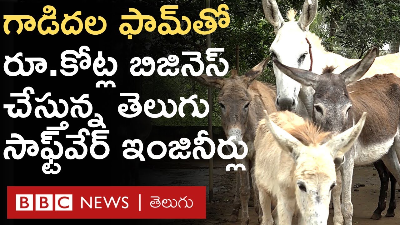 Donkey Farm: లీటర్ గాడిద పాలు రూ.4 - 6 వేలకు అమ్ముతున్నారు. నెలకు రూ.12 లక్షల బిజినెస్ చేస్తున్నారు.