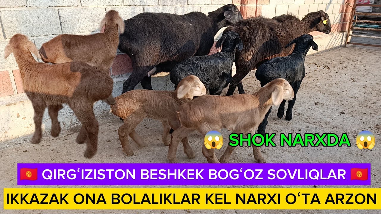 ☎️ 93 885 95 95 ☎️ 🇰🇬 🇰🇬 QIRGʻIZISTON  BOGʻOZ SOVLIQLAR KELDI SHOSHILAMIZ.. IKKITA BOLALI SOVLIQLAR 