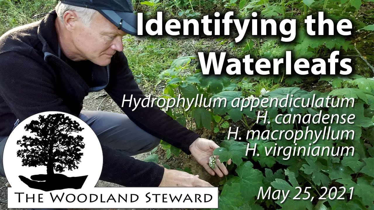 Identifying the Waterleafs of the Eastern US – May 25, 2021