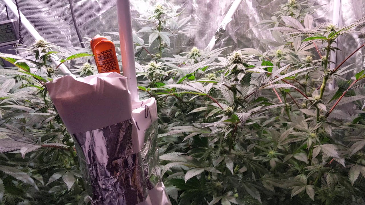 3 weeks flowering completed under 315 CMH.