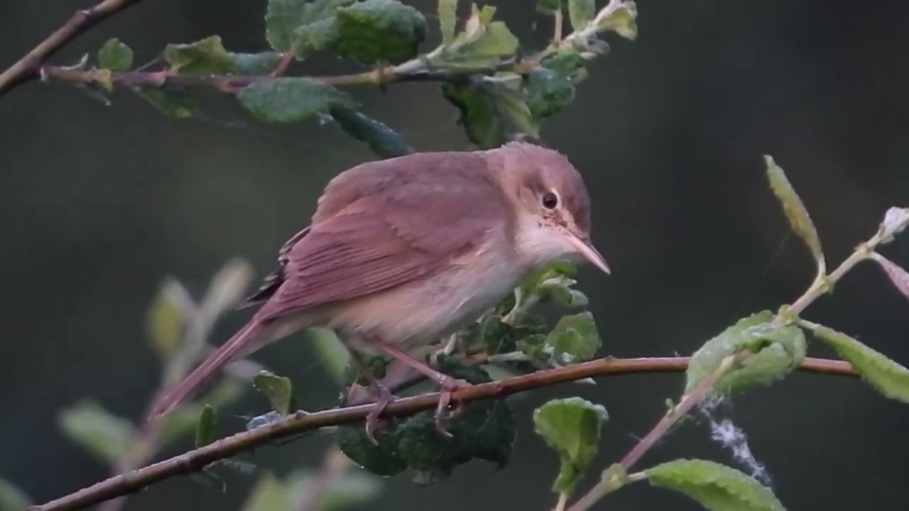 Buschrohrsänger (Acrocephalus dumetorum), singt in der Fischerhuder Wümmeniederung, 17.06.2025