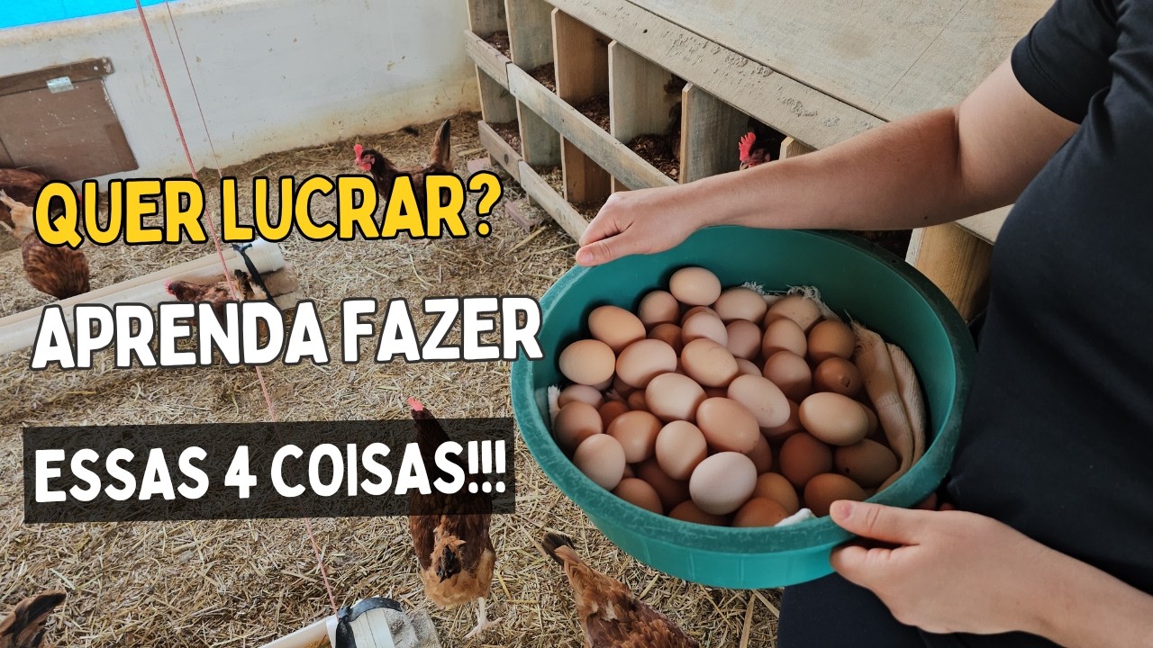 CRIAR GALINHAS SÓ VAI DAR CERTO PRA VOCÊ, SE SOUBER FAZER ISSO!