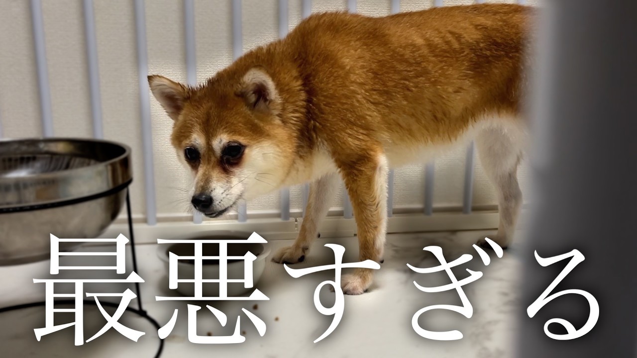 遺体の山の中で死を待っていた豆柴を保護しました