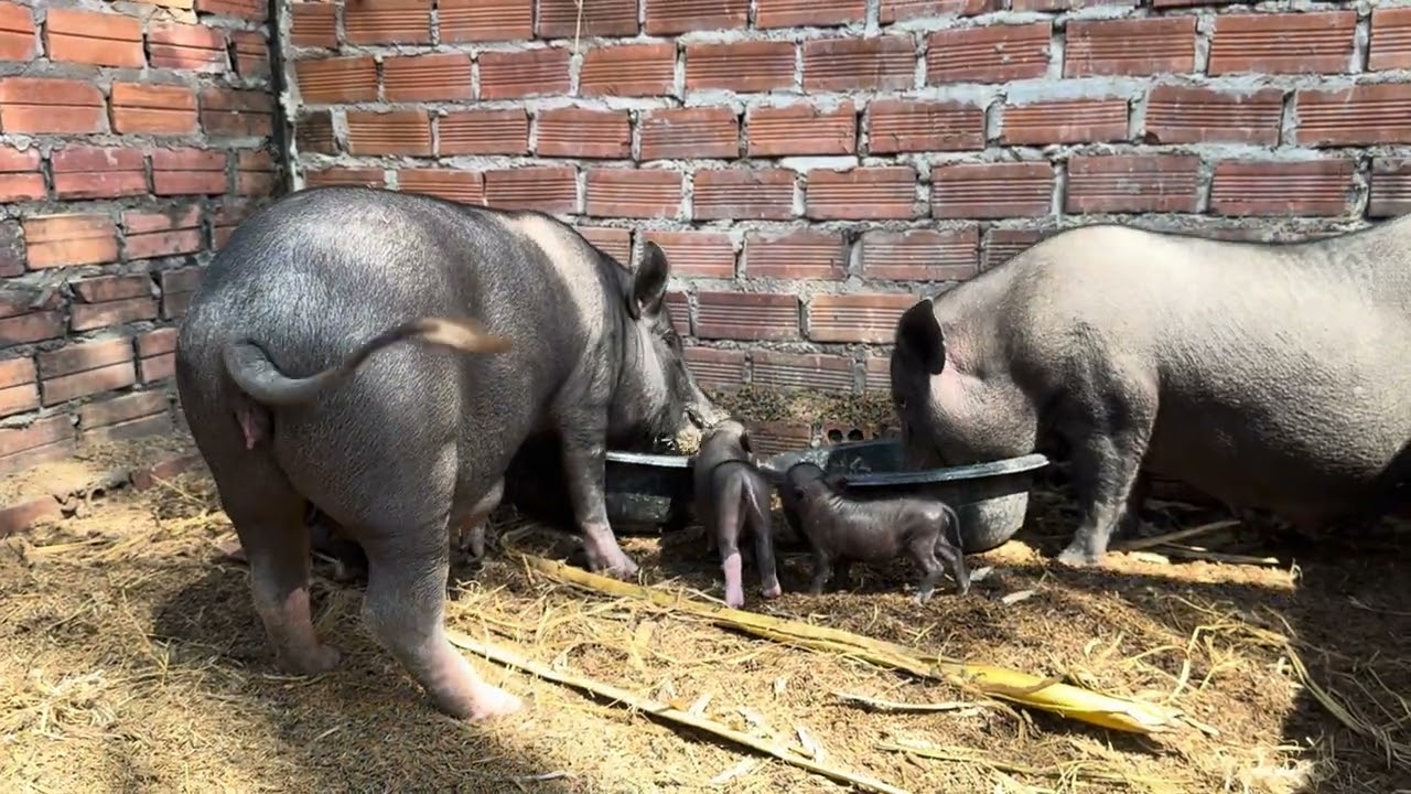 So pity wild pig mothers.They are so hungry because they food to make the mild for their  piglets 