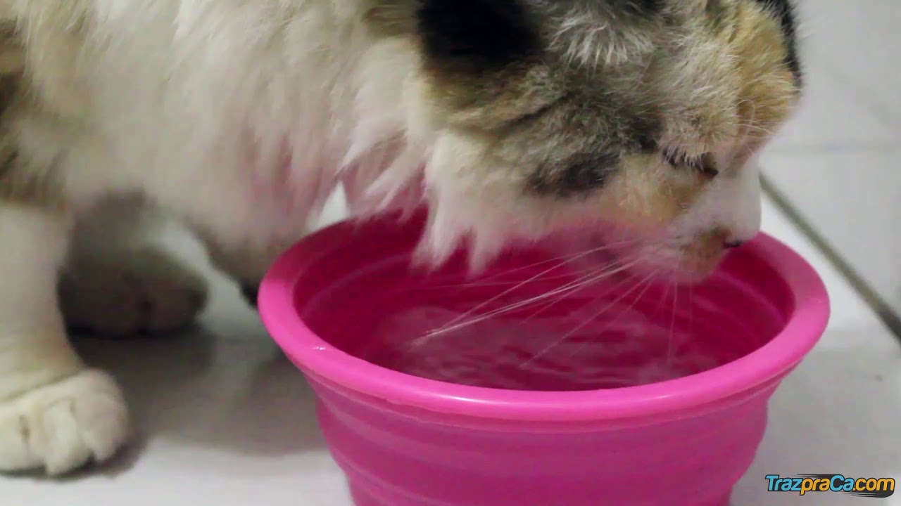 Comedouro Retr&aacute;til para Pets - Travel Bowl